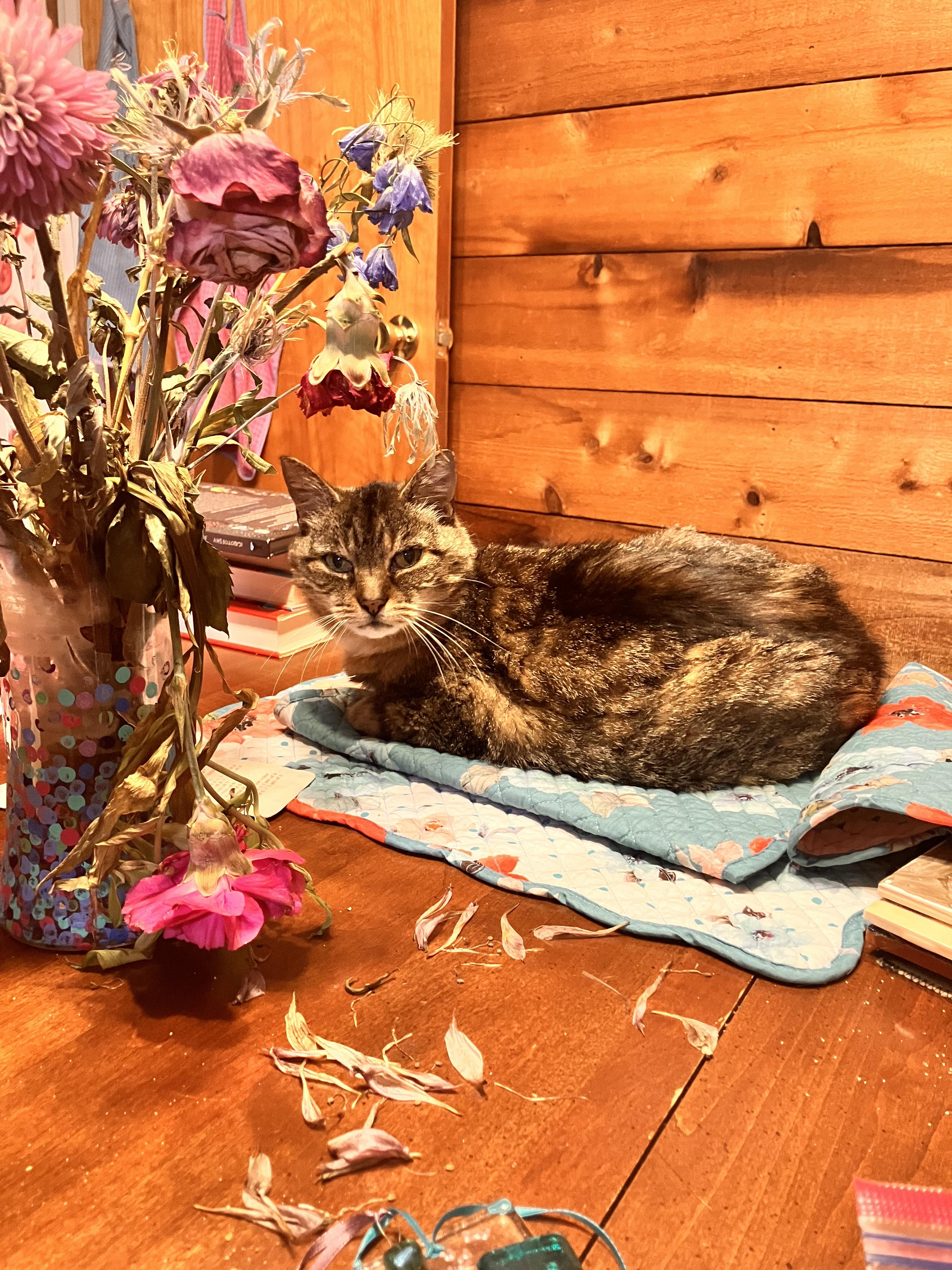 Enlarge Meeka, a Adoptable Domestic Medium Hair in Burlington, VT image 4/6