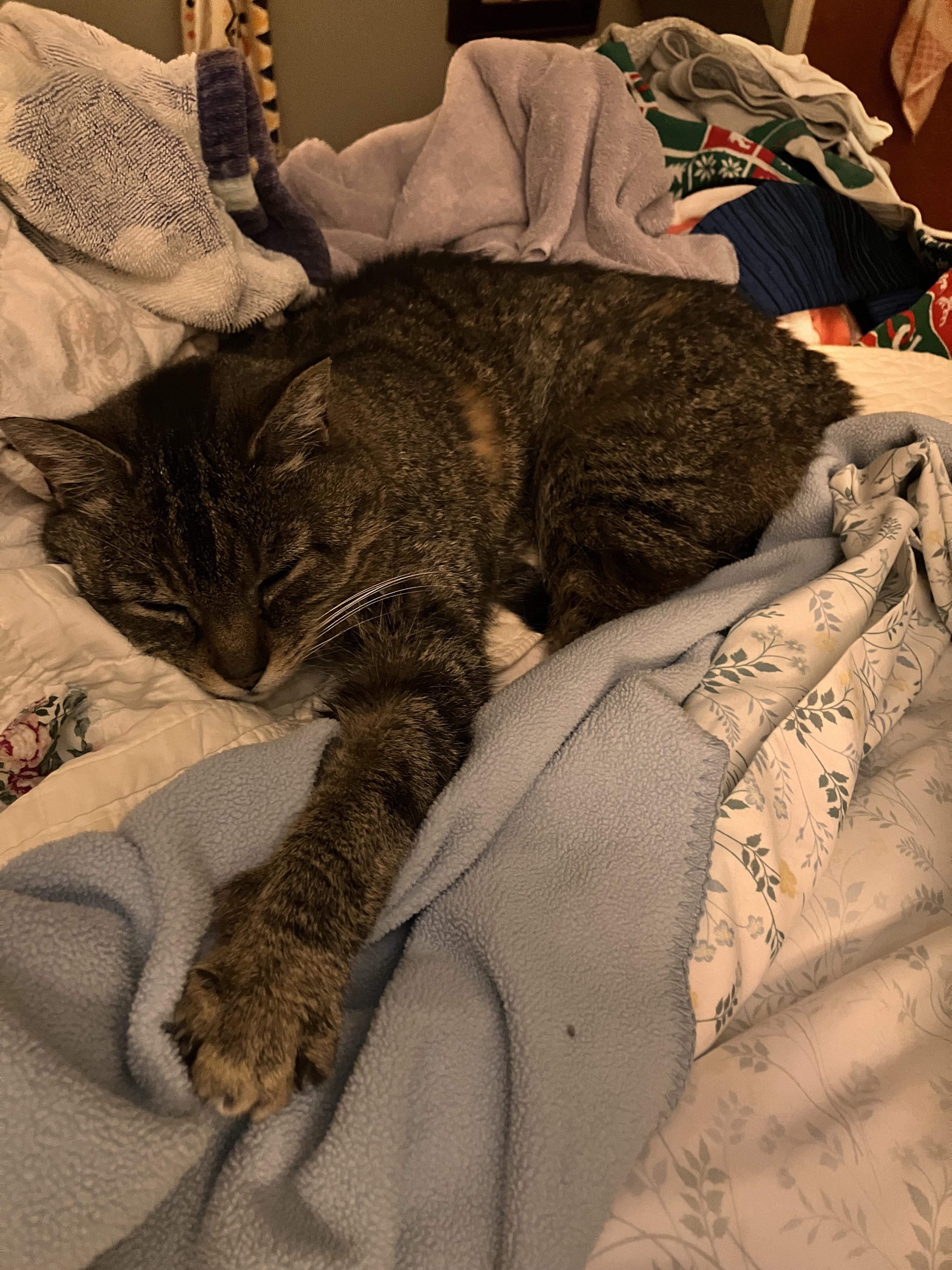 Enlarge Meeka, a Adoptable Domestic Medium Hair in Burlington, VT image 5/6