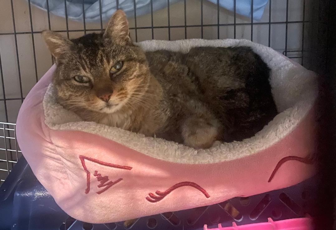 Enlarge Meeka, a Adoptable Domestic Medium Hair in Burlington, VT image 6/6