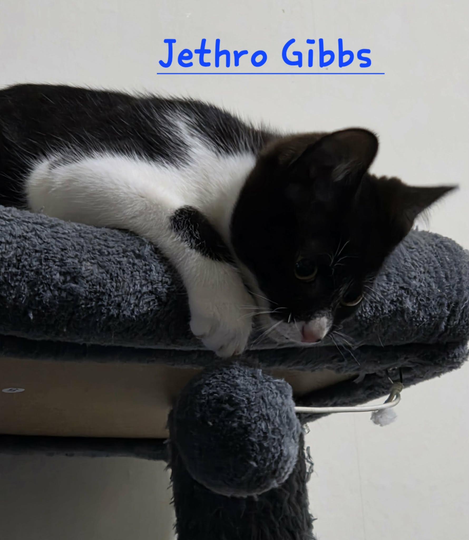 Jethro Gibbs, adopted, Kitten Male Domestic Short Hair.