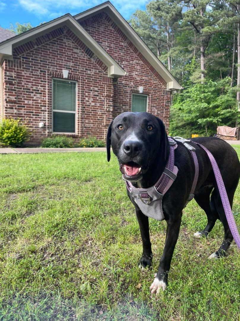 Chili Bean (20220704-03), a Adoptable mixed breed in Fenwick, ON image 2/6