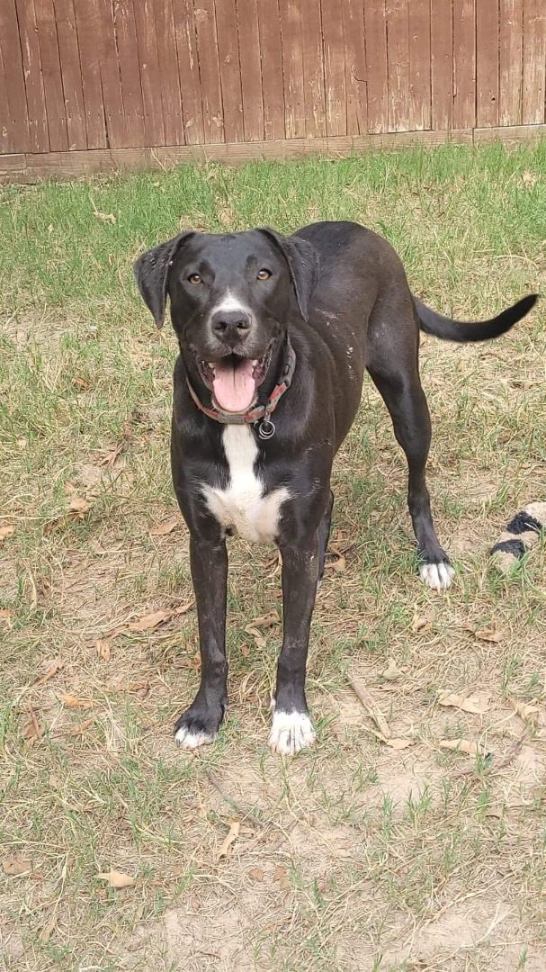 Chili Bean (20220704-03), a Adoptable mixed breed in Fenwick, ON image 1/6