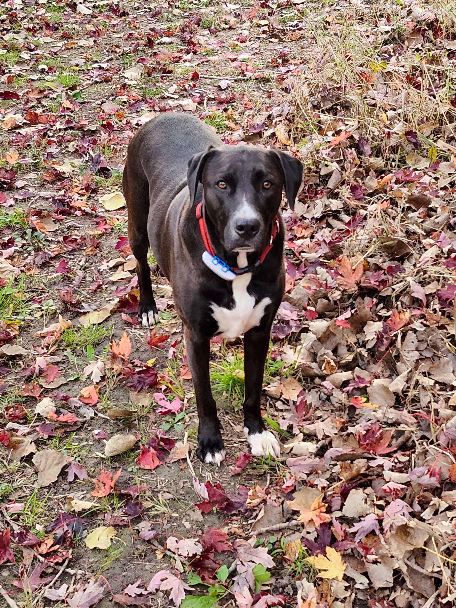 Chili Bean (20220704-03), a Adoptable mixed breed in Fenwick, ON image 3/6