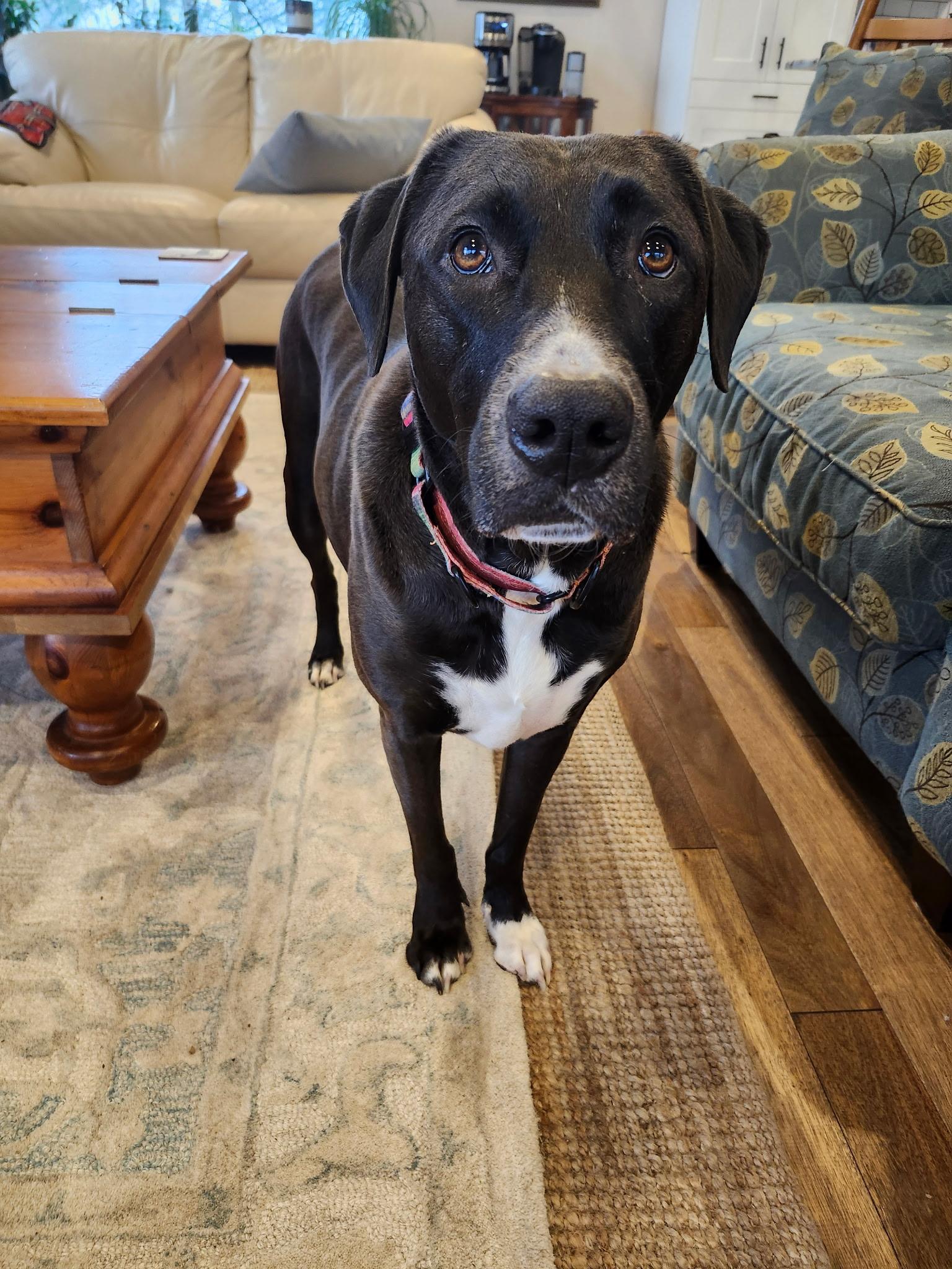 Enlarge Chili Bean (20220704-03), a Adoptable mixed breed in Welland, ON image 1/6