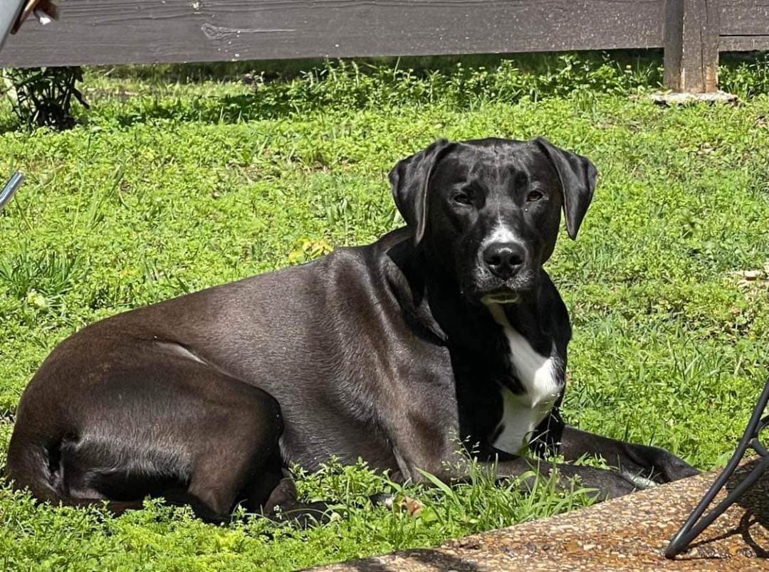 Chili Bean (20220704-03), a Adoptable mixed breed in Fenwick, ON image 4/6