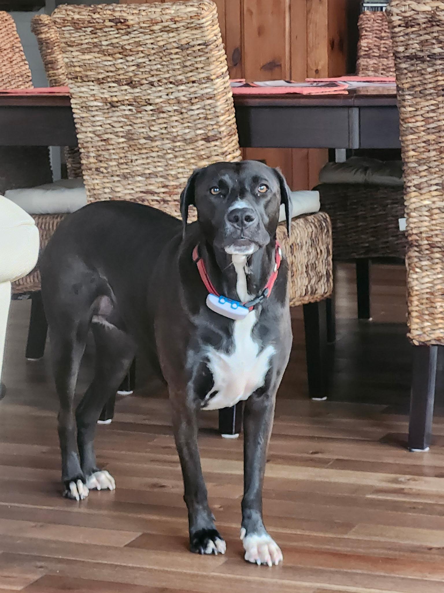 Chili Bean (20220704-03), a Adoptable mixed breed in Fenwick, ON image 5/6