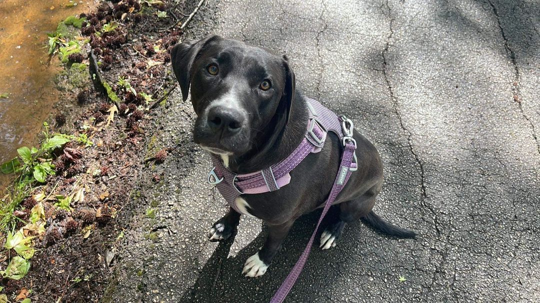 Chili Bean (20220704-03), a Adoptable mixed breed in Fenwick, ON image 6/6