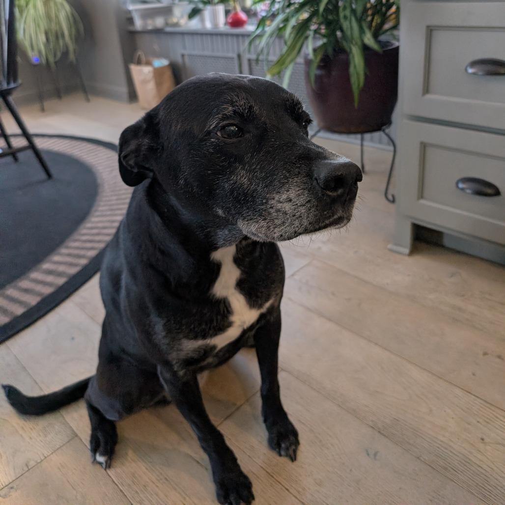 Lola - Home to Home, Adoptable, Senior Female Whippet & Black Labrador Retriever.