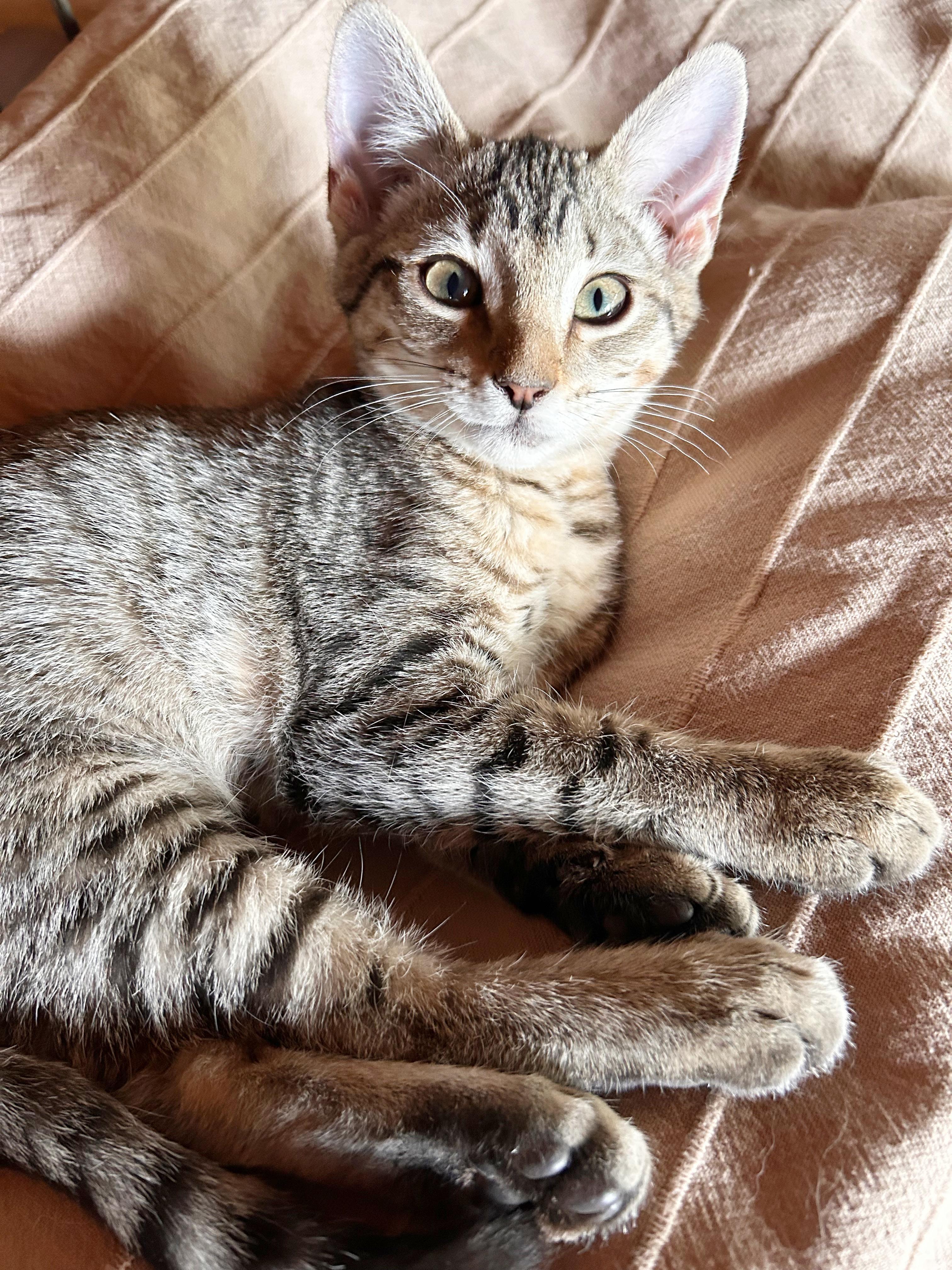 Elsie, an adopted mixed breed in Durango, CO image 2/2