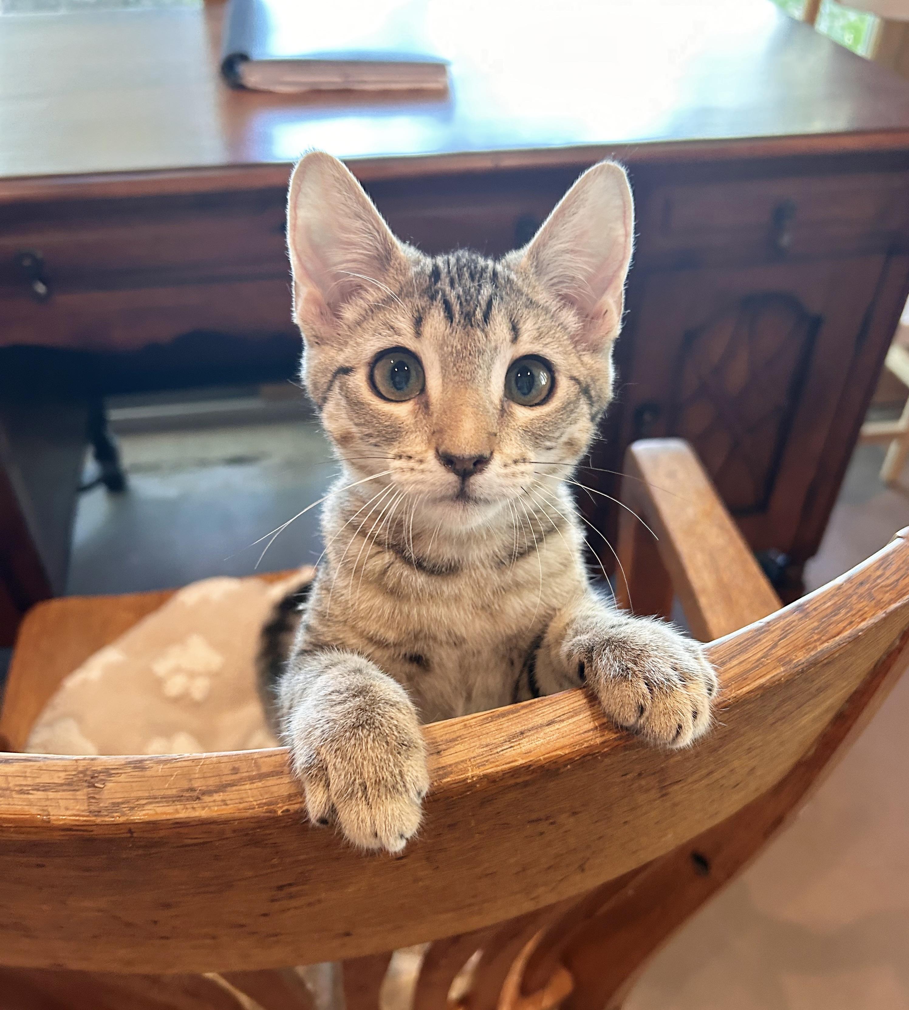 Elsie, adopted, Kitten Female Domestic Short Hair.
