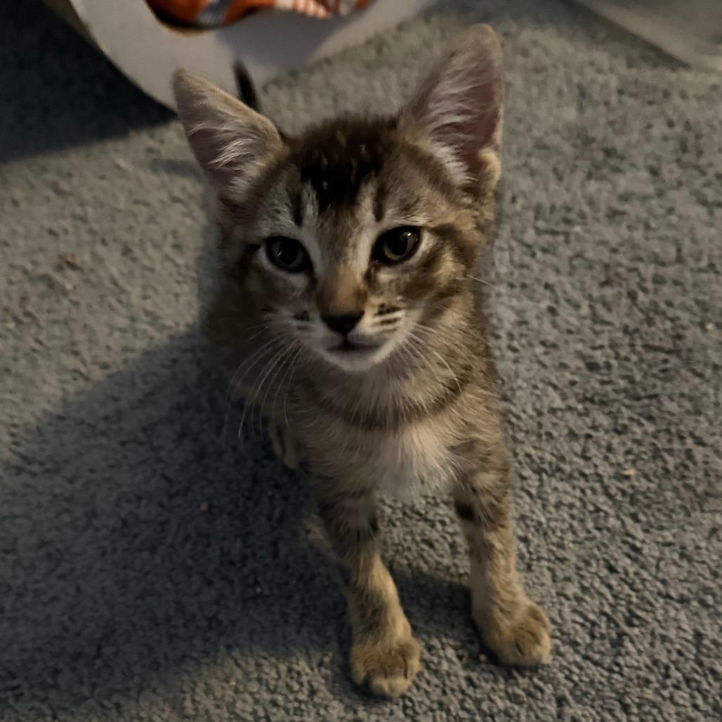 Mimi, Adoptable, Kitten Female Domestic Short Hair.
