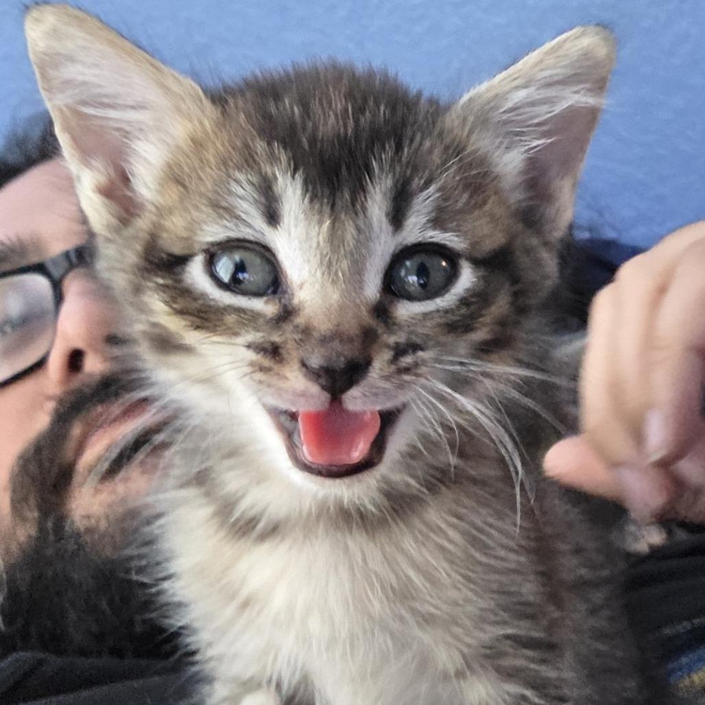 Enlarge Mimi, a Adoptable Domestic Short Hair in San Diego, CA image 2/2