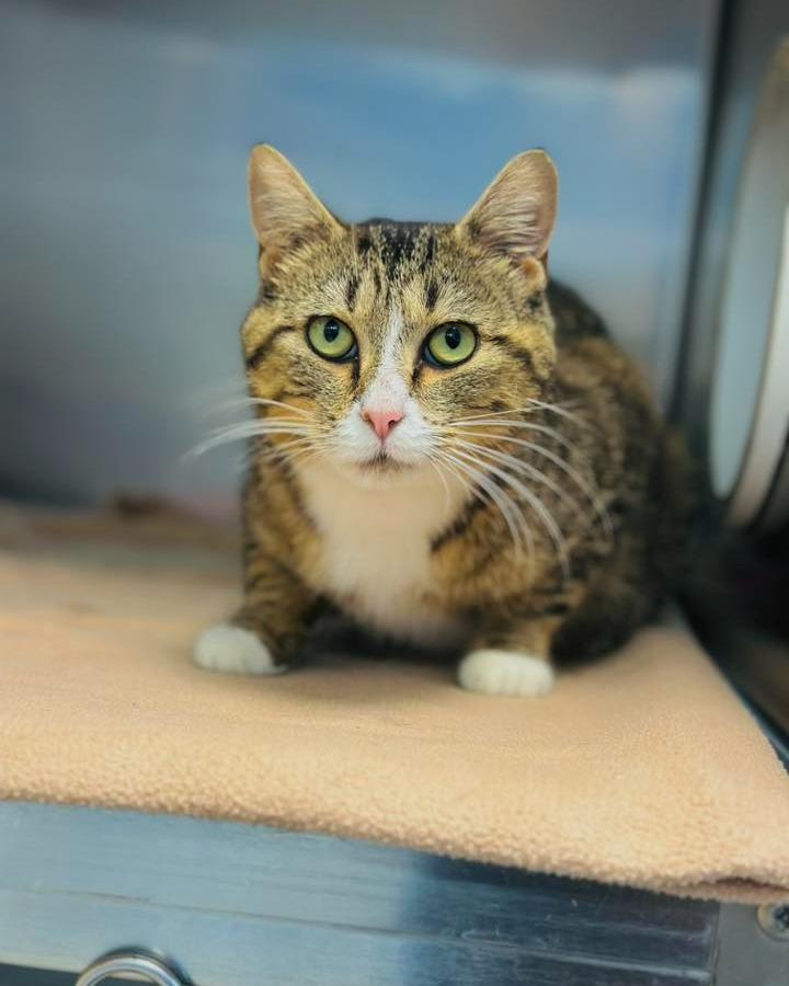 Monica, a Adoptable Domestic Medium Hair in Fremont, MI image 1/2