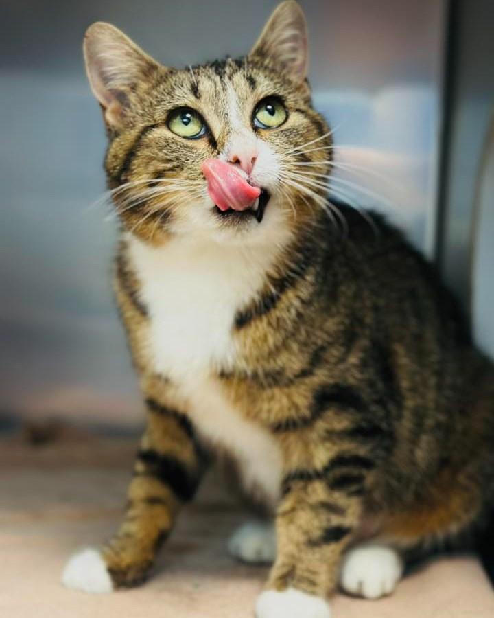 Monica, a Adoptable Domestic Medium Hair in Fremont, MI image 2/2