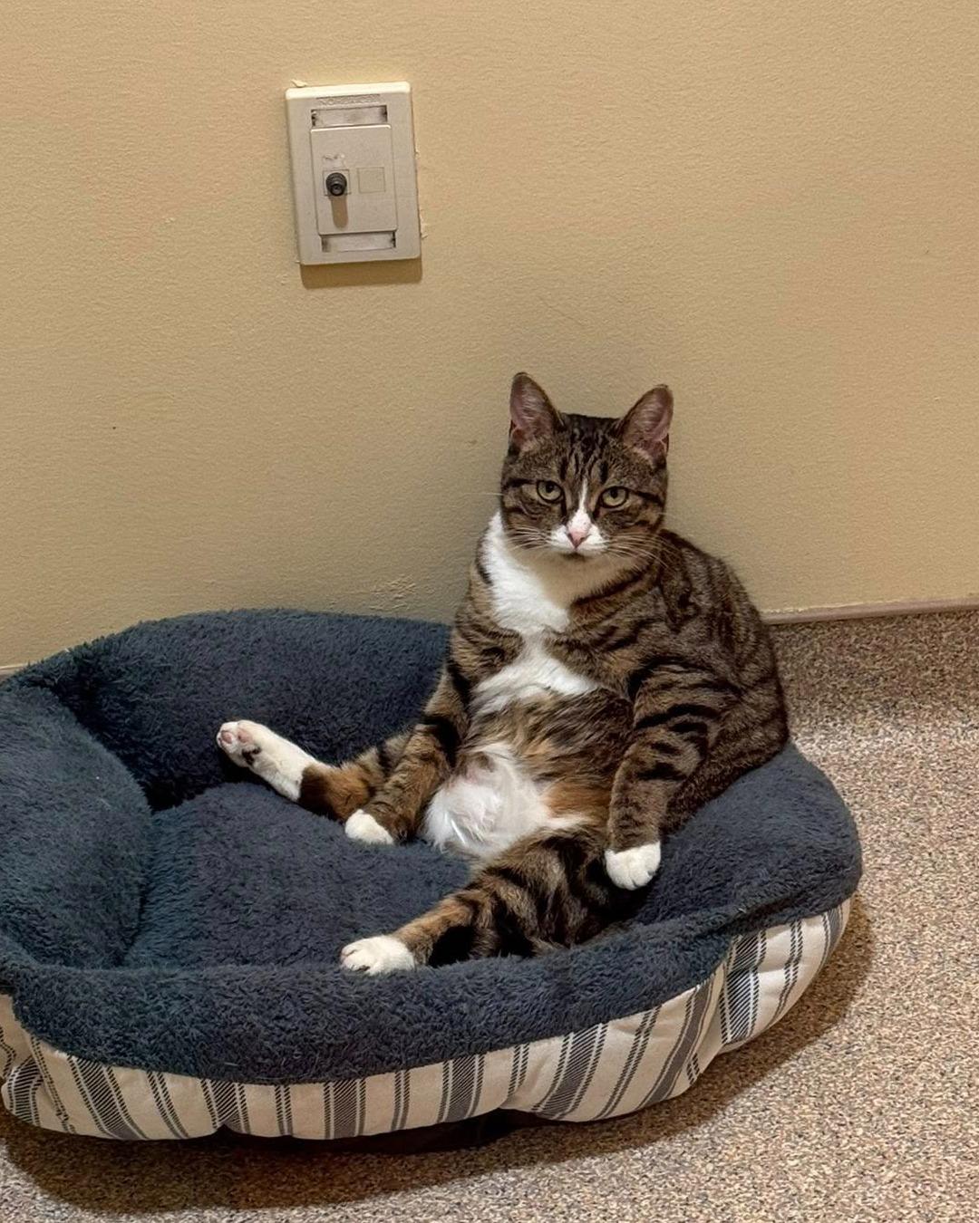 Enlarge Monica, a Adoptable mixed breed in Fremont, MI image 2/4