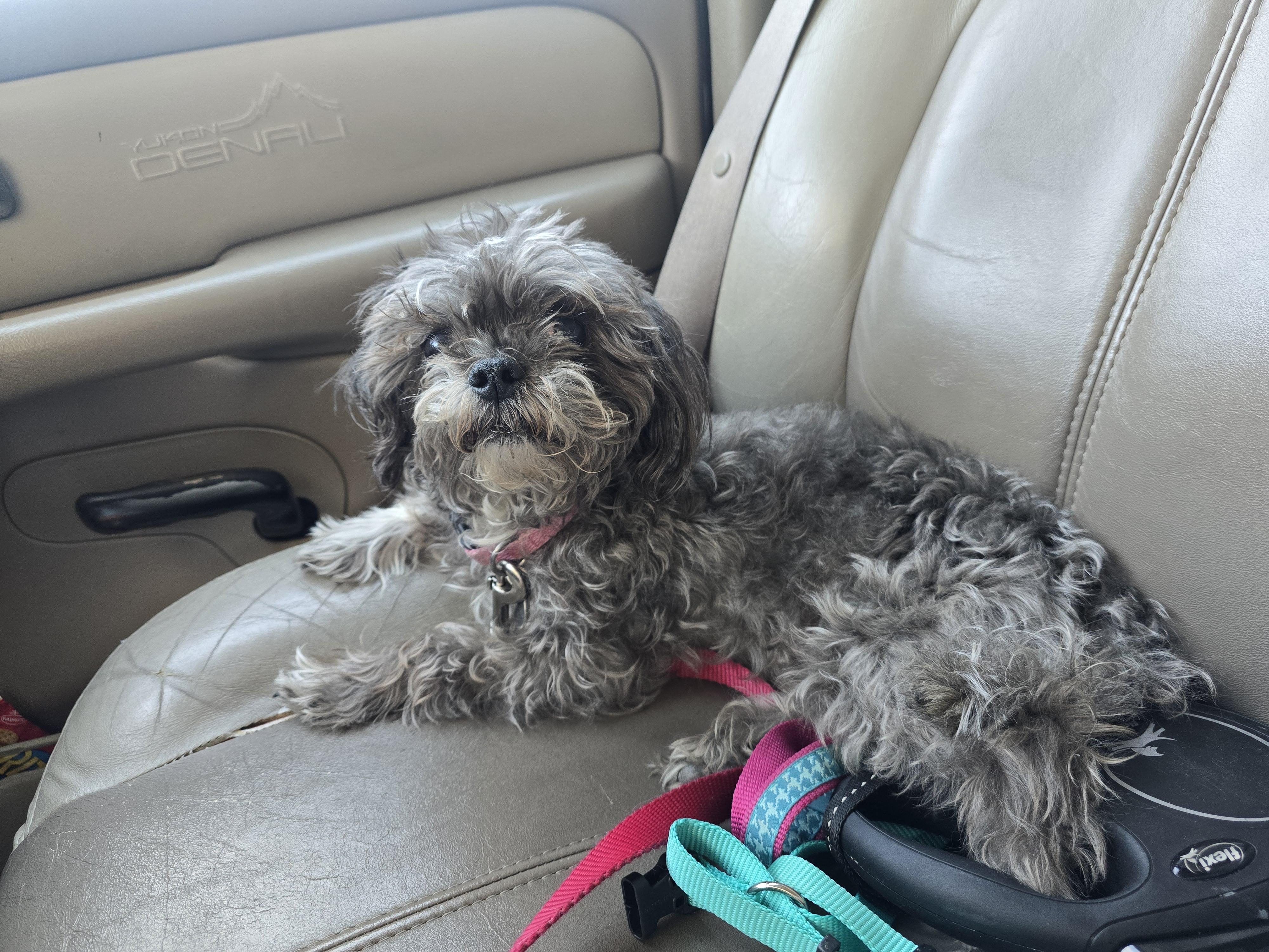 Sadie, a ADOPTABLE mixed breed in Roy, UT image 1/5