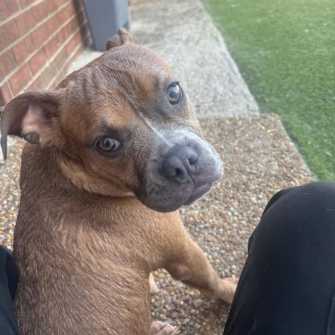 Enlarge Maple, a ADOPTABLE mixed breed in Midlothian, VA image 2/5