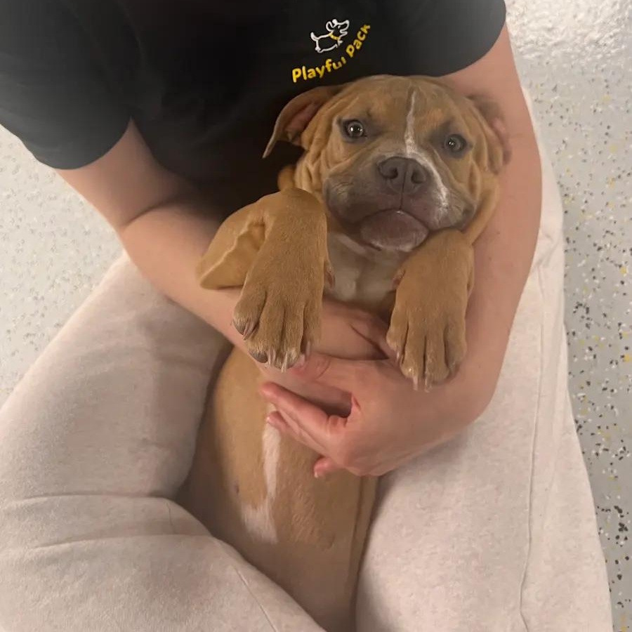 Maple, ADOPTABLE, Young Female American Bully & Boxer.