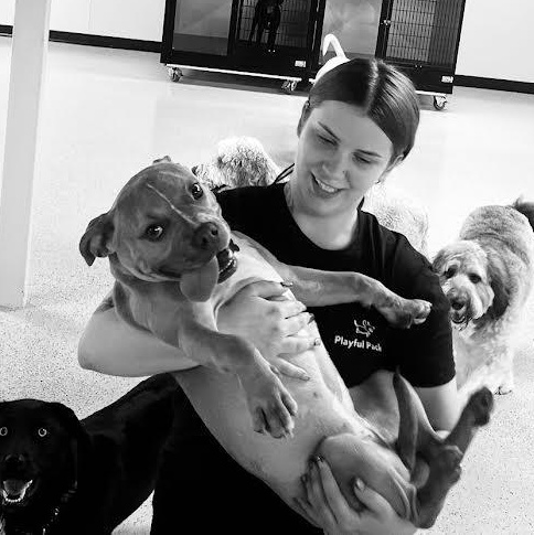 Enlarge Maple, a ADOPTABLE mixed breed in Midlothian, VA image 3/5