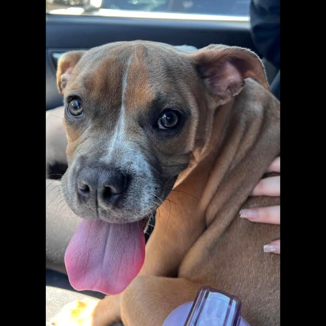 Enlarge Maple, a ADOPTABLE mixed breed in Midlothian, VA image 4/5