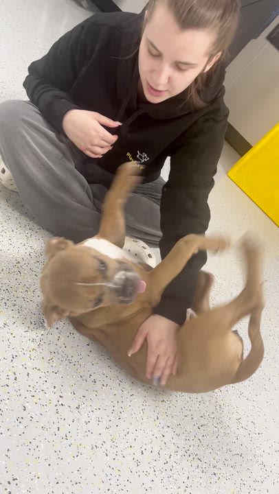 Enlarge Maple, a ADOPTABLE mixed breed in Midlothian, VA video 5/5