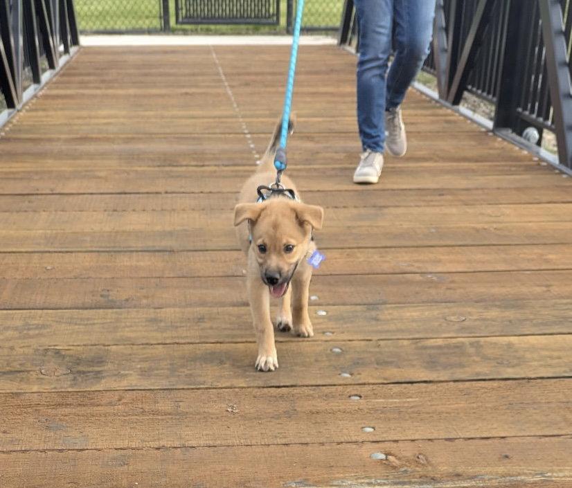 Walleye, Adoptable, Puppy Female Shepherd & Great Pyrenees.