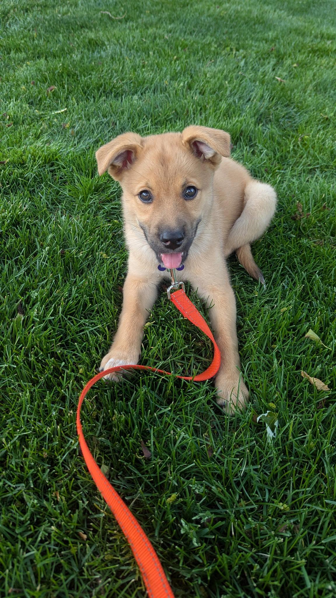Enlarge Walleye, a Adoptable mixed breed in Hillside, IL image 2/3