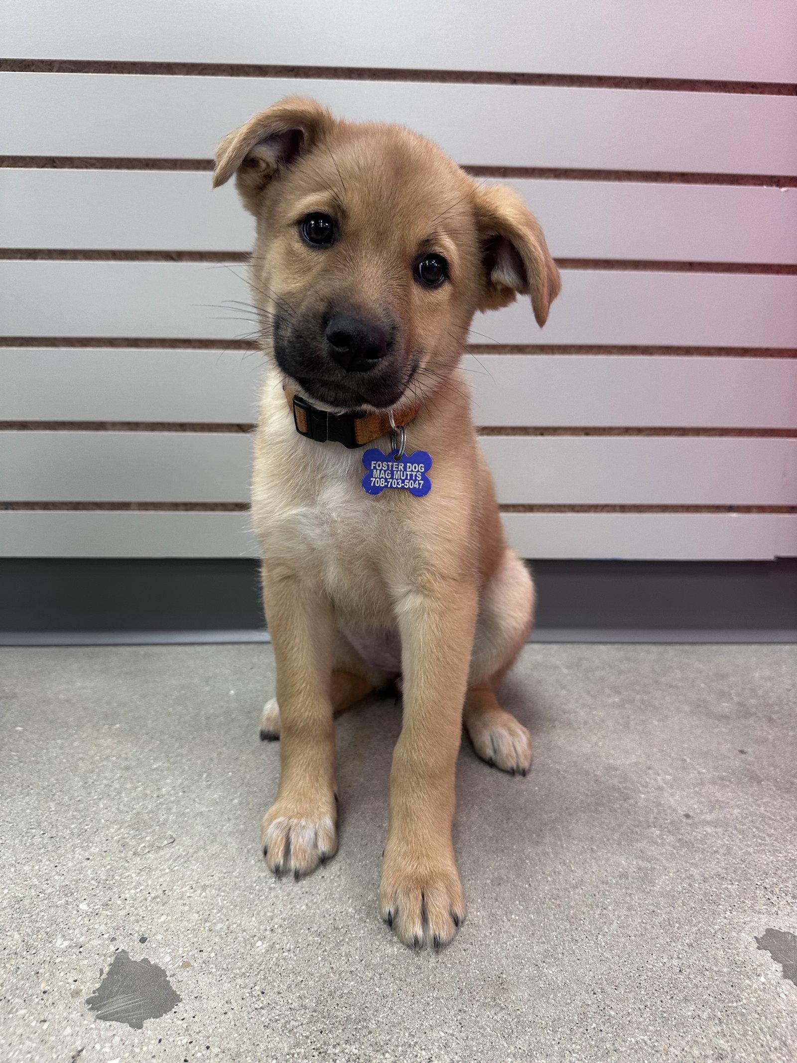 Enlarge Walleye, a Adoptable mixed breed in Hillside, IL image 3/3