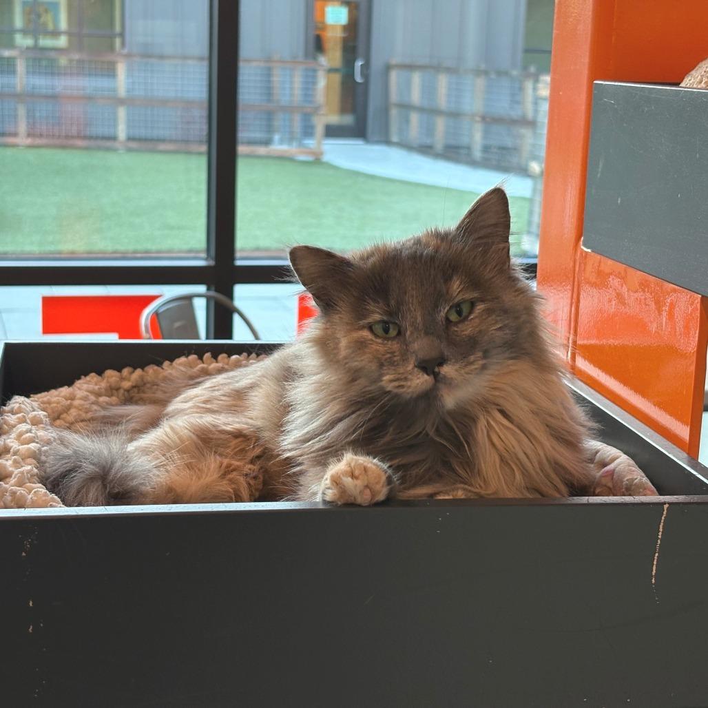 Jemima, Adoptable, Adult Female Domestic Long Hair.