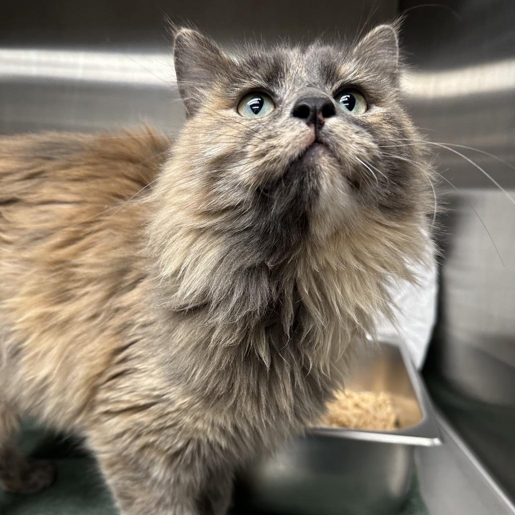 Jemima, a Adoptable Domestic Long Hair in Cody, WY image 4/6