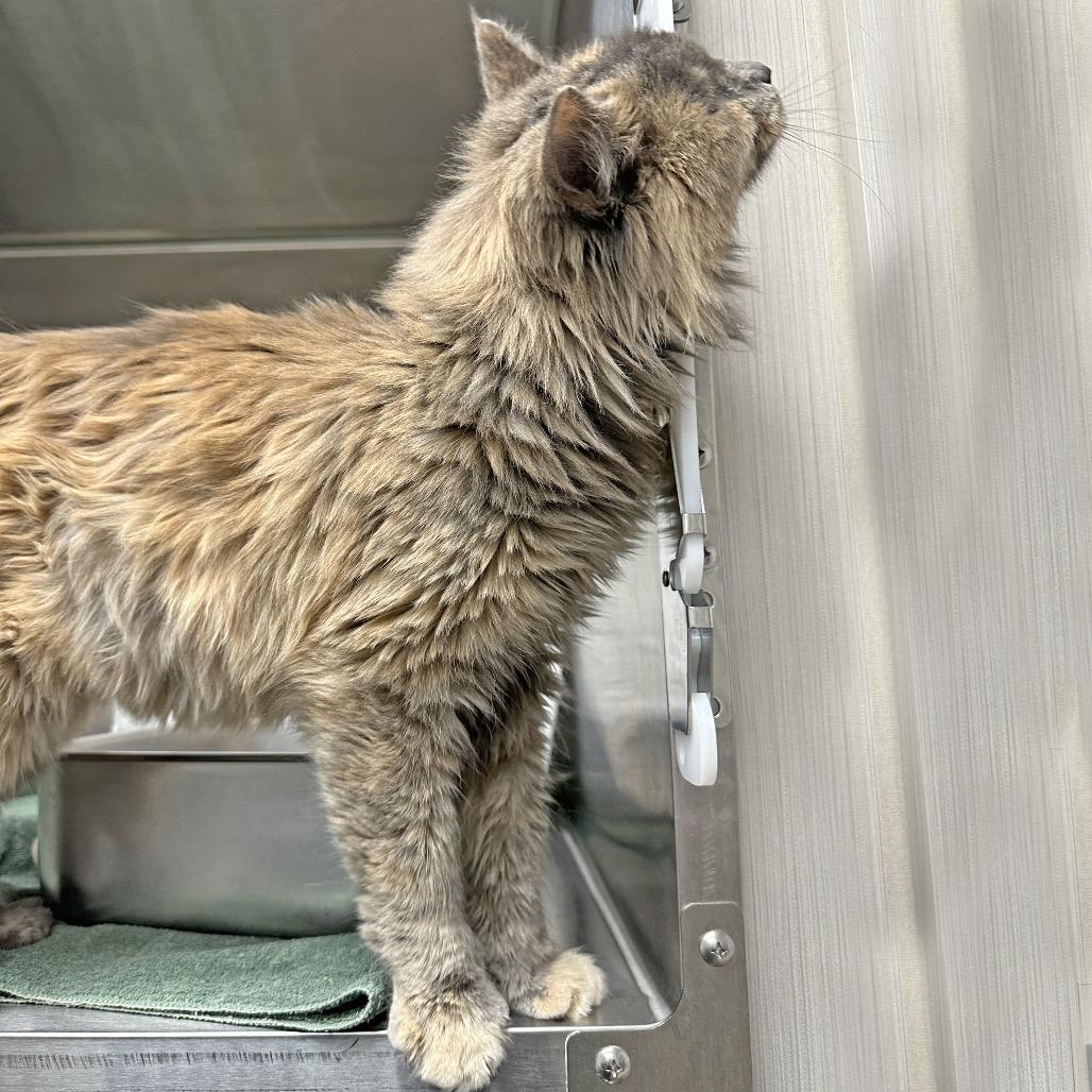 Jemima, a Adoptable Domestic Long Hair in Cody, WY image 6/6