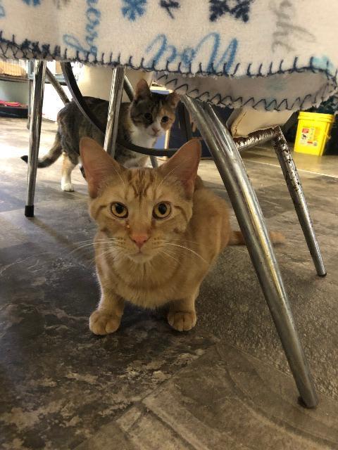 Dickory, Adoptable, Adult Male Domestic Short Hair.