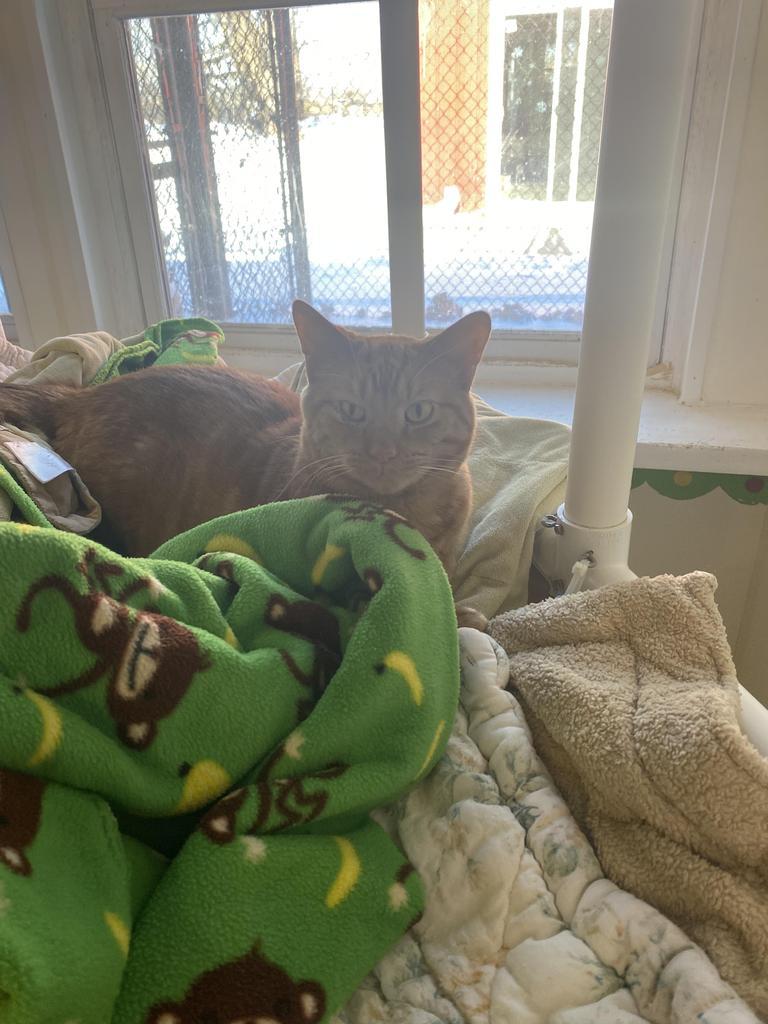 Enlarge Dickory, a Adoptable mixed breed in Bourbonnais, IL image 2/6