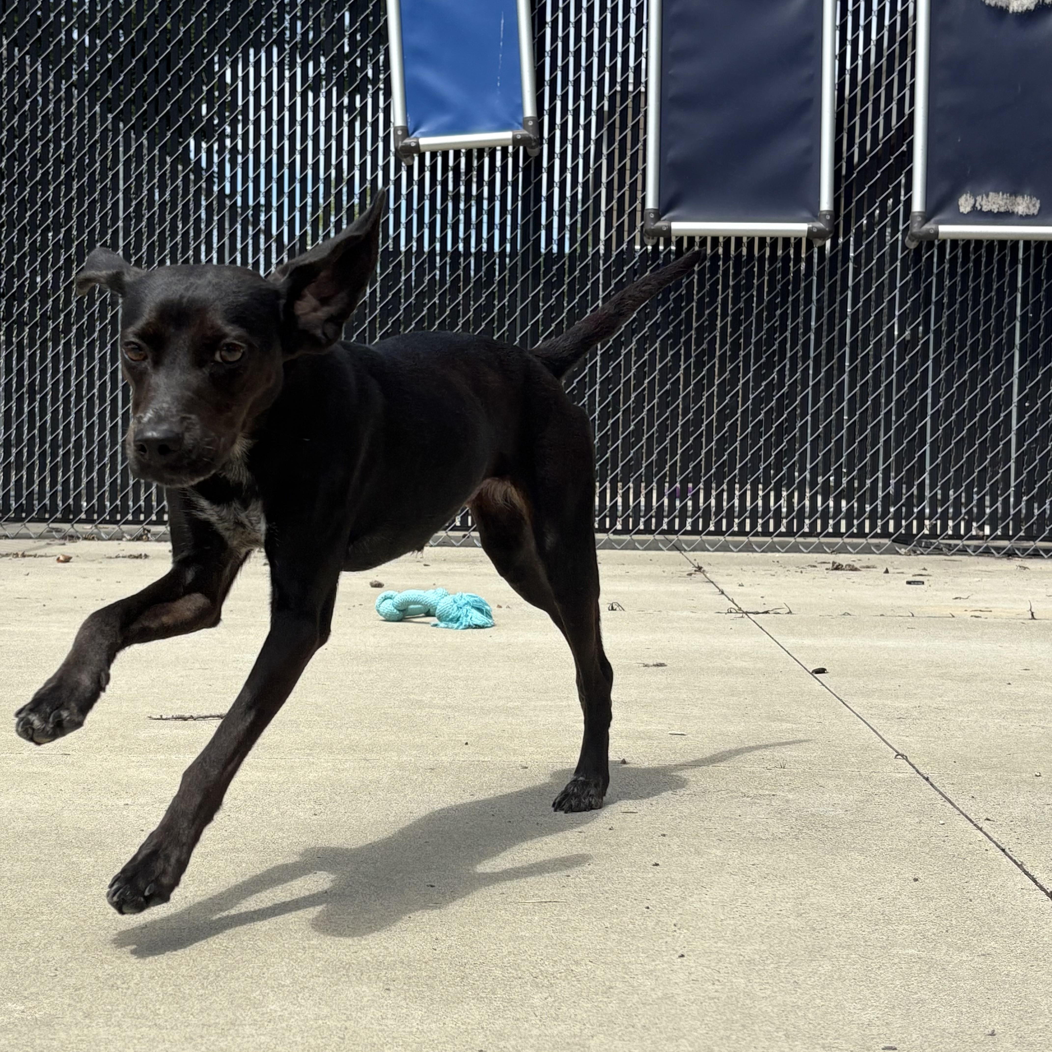 Phoebe, adopted, Young Female Mixed Breed.