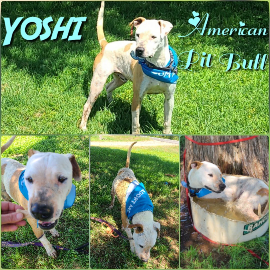 Yoshi, Adult Male unknown
