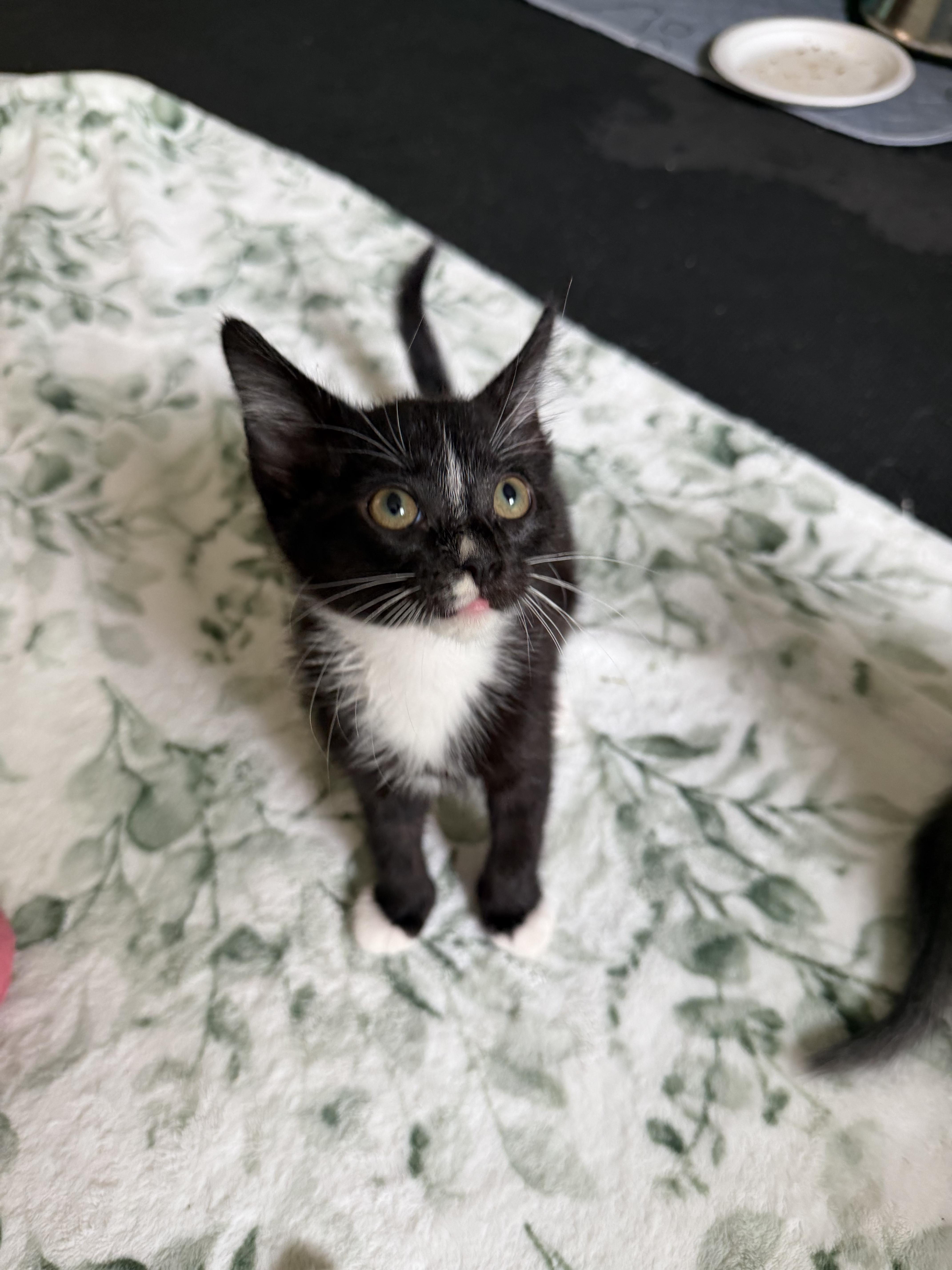 Angelica, ADOPTABLE, Kitten Female Tuxedo.