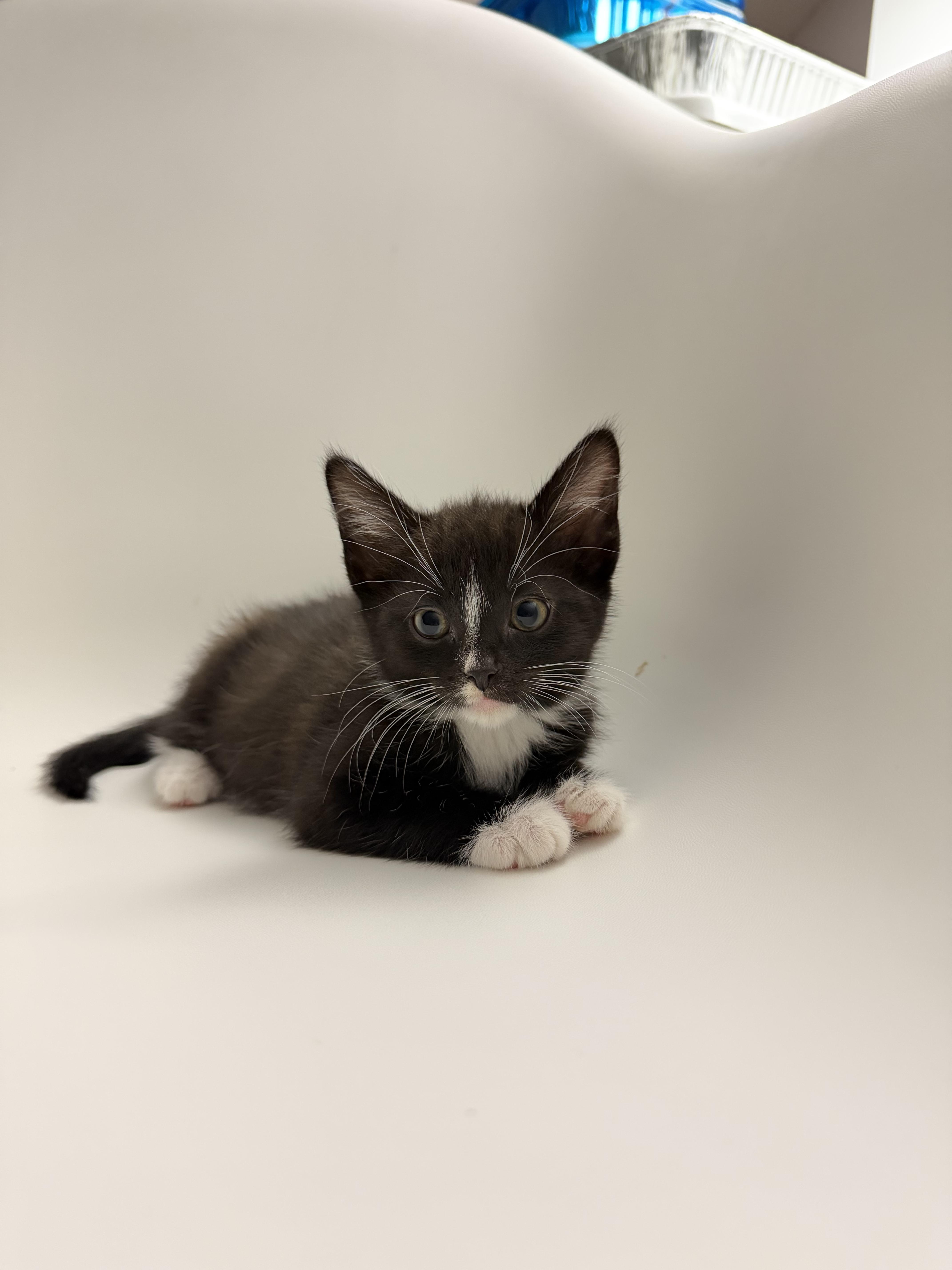 Enlarge Angelica, an adoption pending Tuxedo in Columbus, OH image 2/6