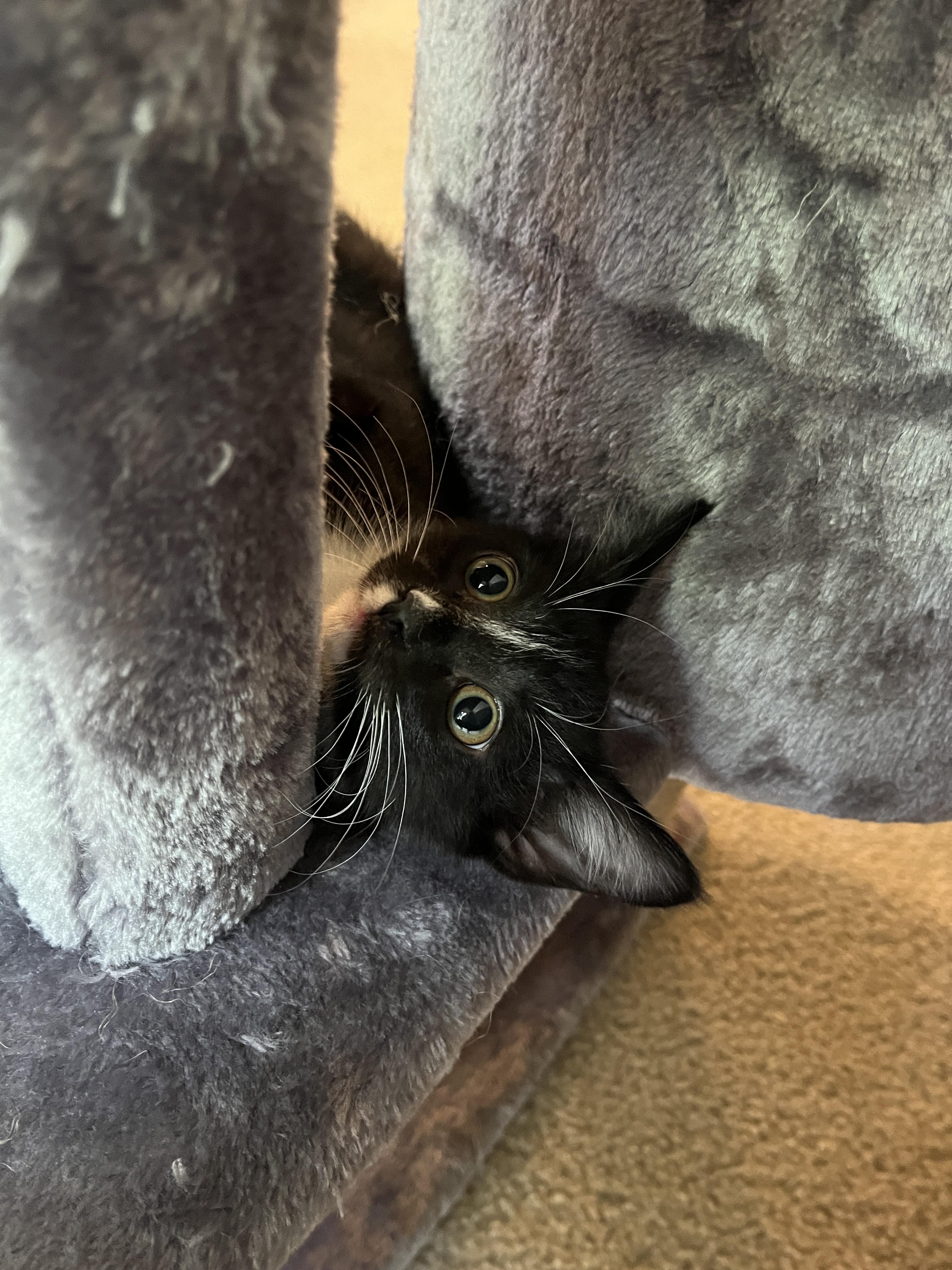 Enlarge Angelica, an adoption pending Tuxedo in Columbus, OH image 5/6