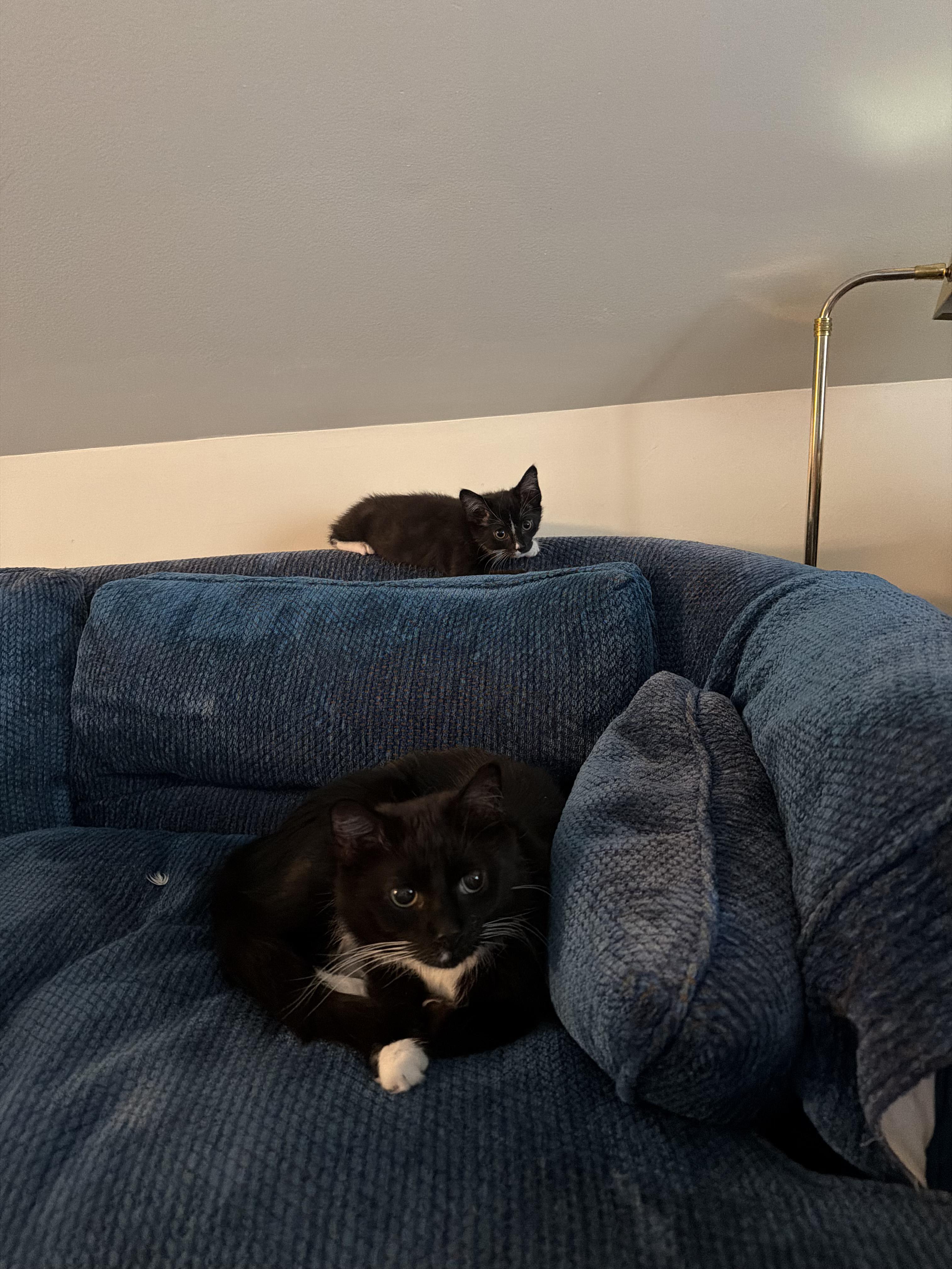 Enlarge Angelica, an adoption pending Tuxedo in Columbus, OH image 4/6