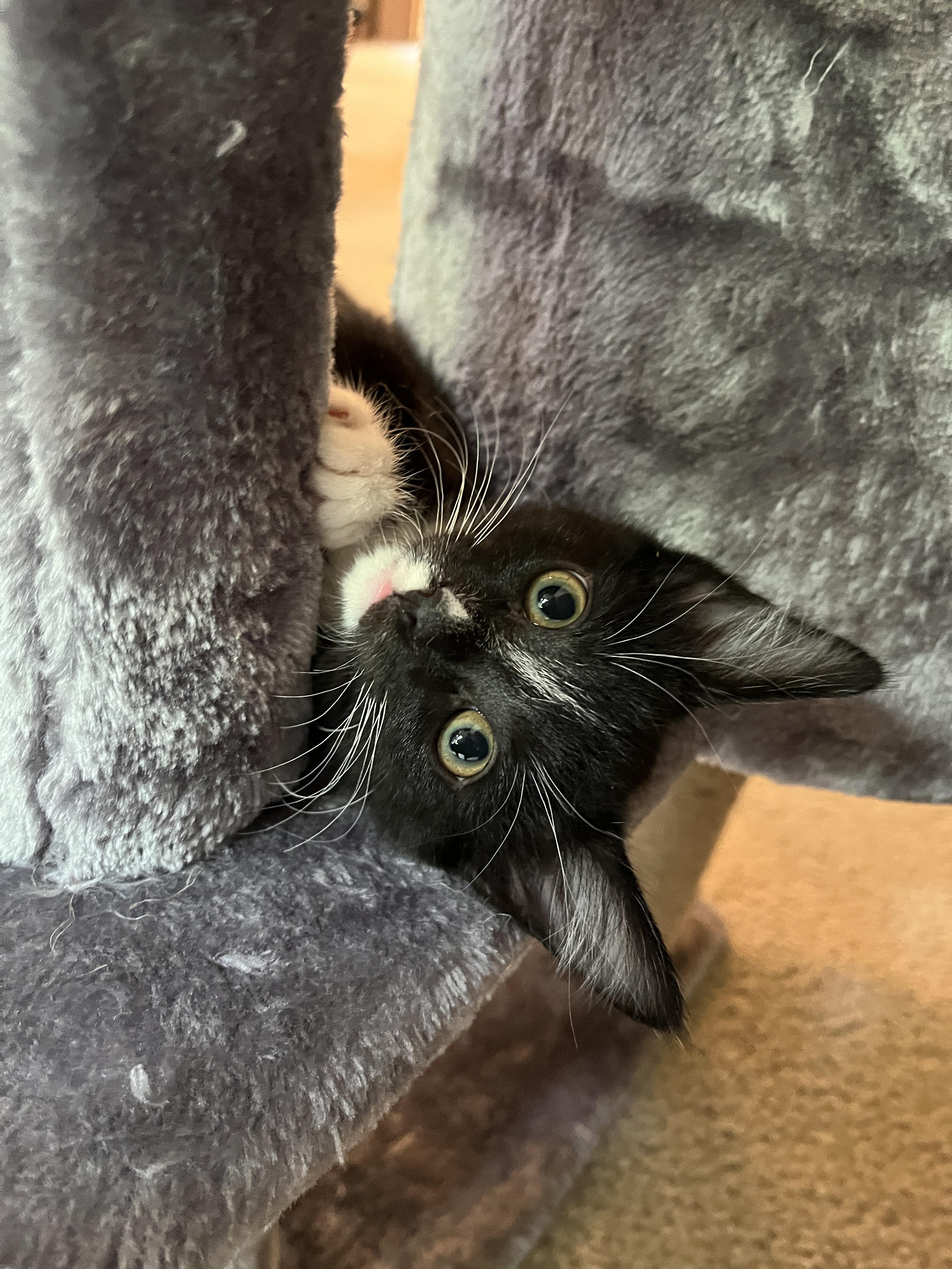 Enlarge Angelica, an adoption pending Tuxedo in Columbus, OH image 6/6