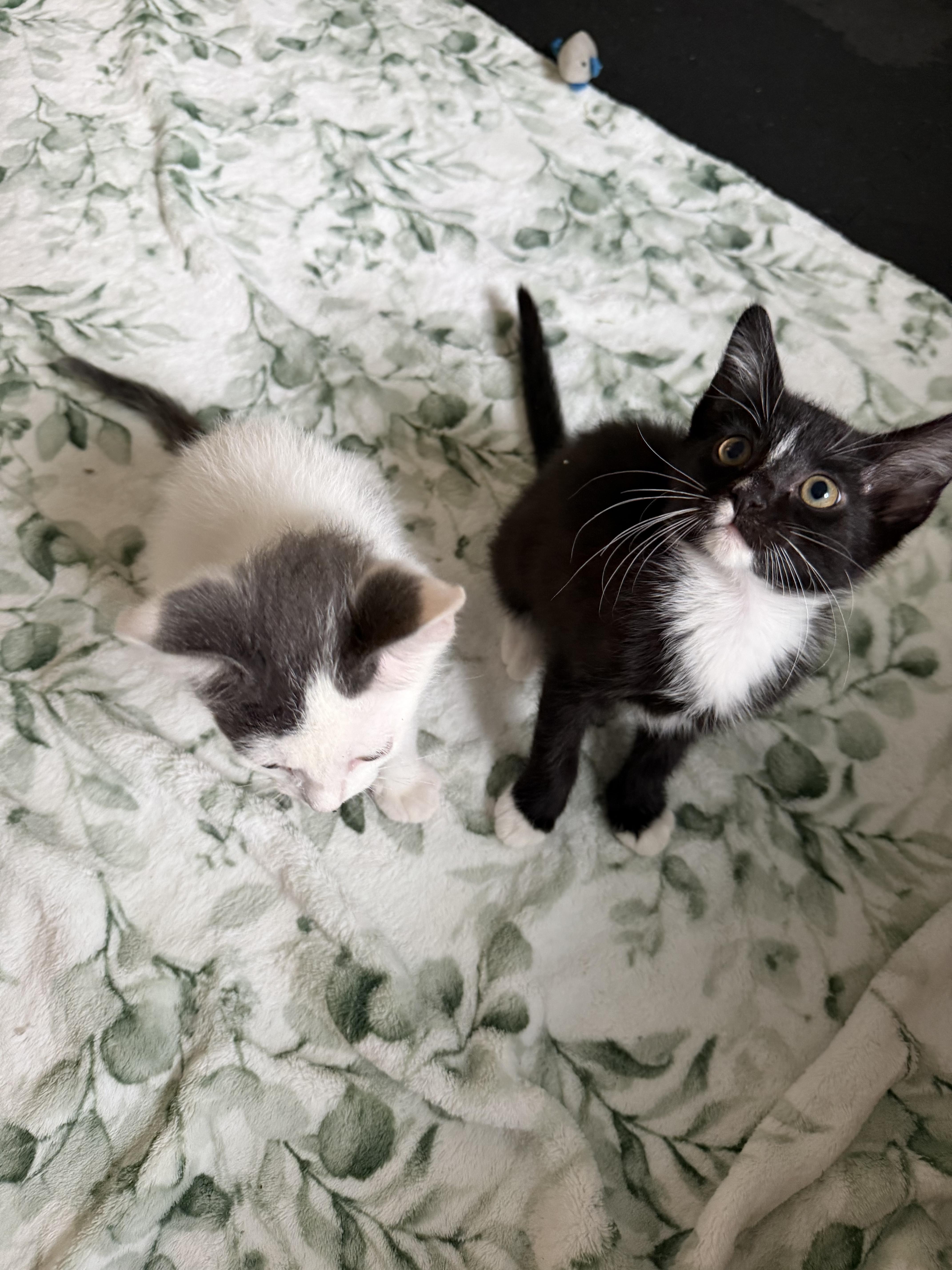 Enlarge Angelica, an adoption pending Tuxedo in Columbus, OH image 3/6