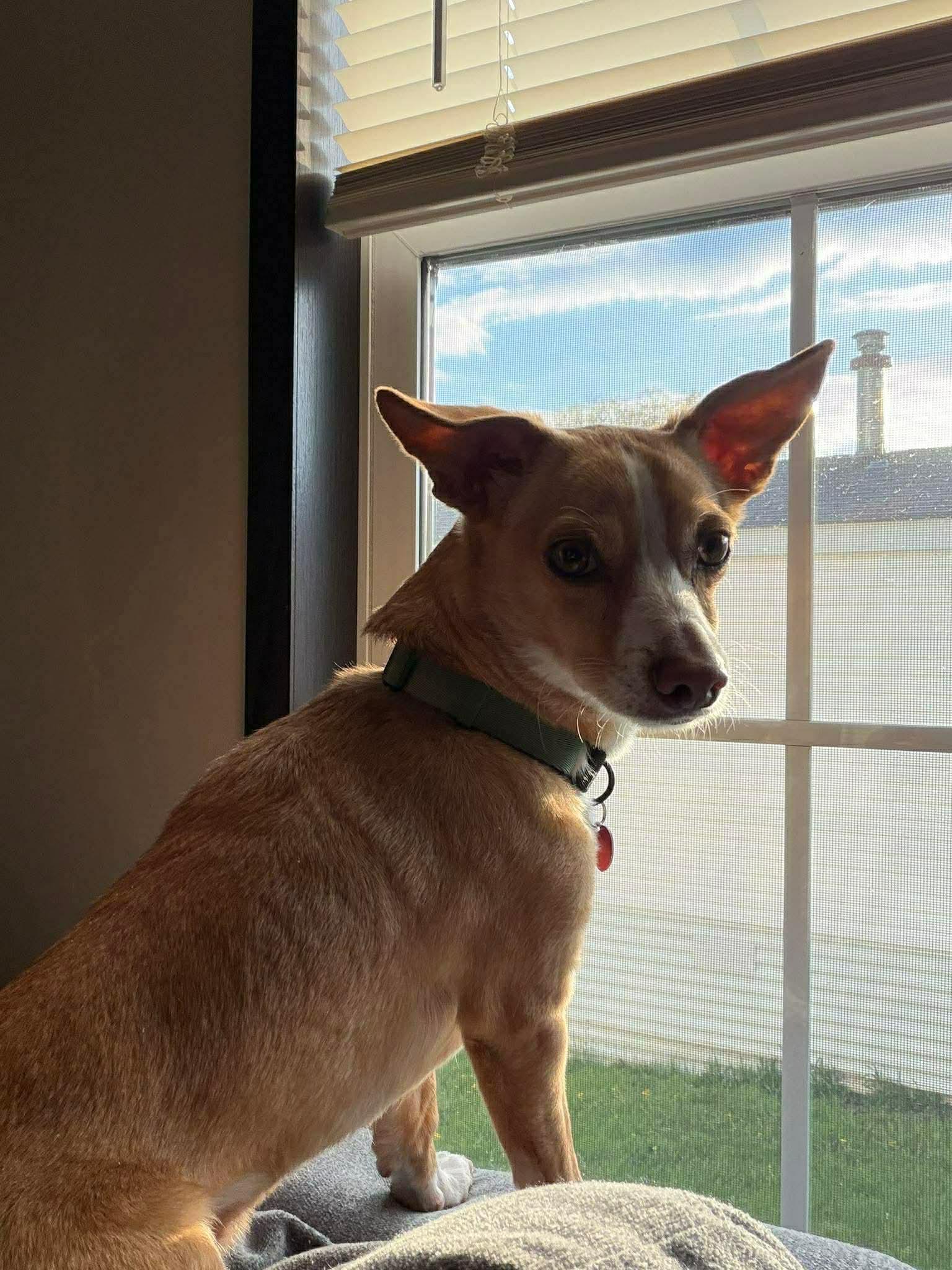 Cosmo, a Adoptable Chihuahua in Duluth, MN image 1/3