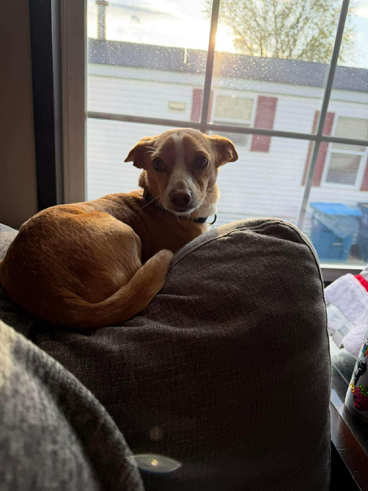 Cosmo, a Adoptable Chihuahua in Duluth, MN image 2/3