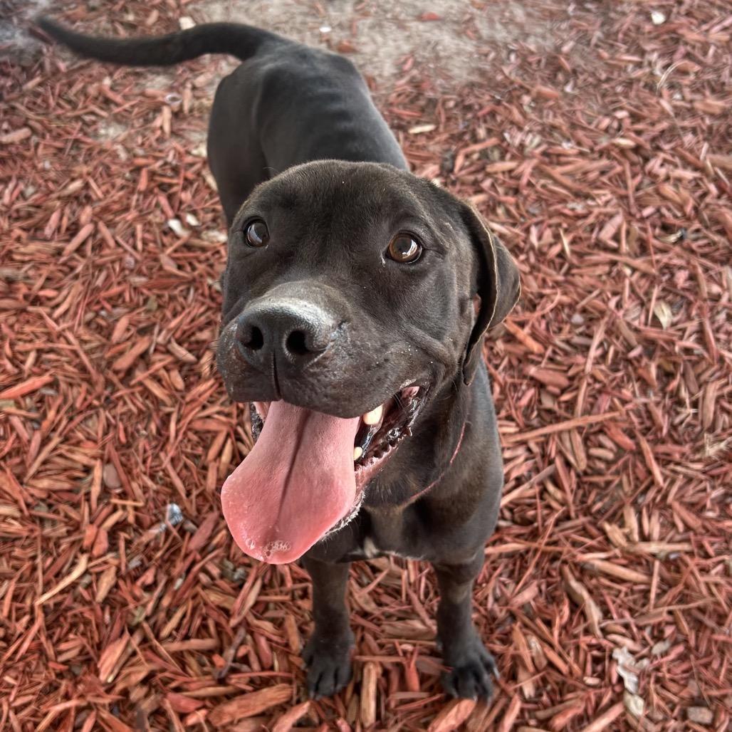 Tipp, a Adoptable mixed breed in Bronson, FL image 1/2