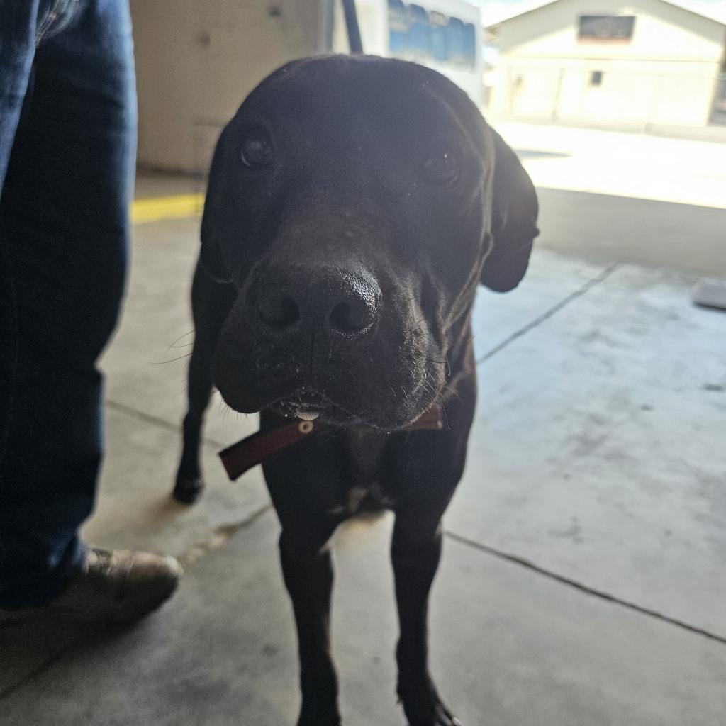 Tipp, a Adoptable mixed breed in Bronson, FL image 2/2