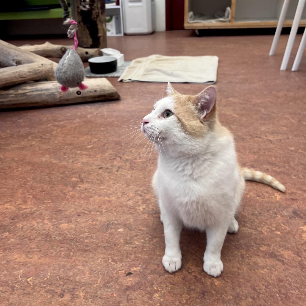 Enlarge Macaroni, a Adoptable Domestic Short Hair in Glenwood Springs, CO image 2/6