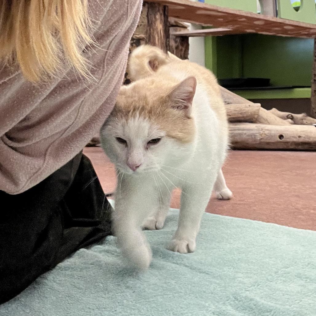 Enlarge Macaroni, a Adoptable Domestic Short Hair in Glenwood Springs, CO image 6/6