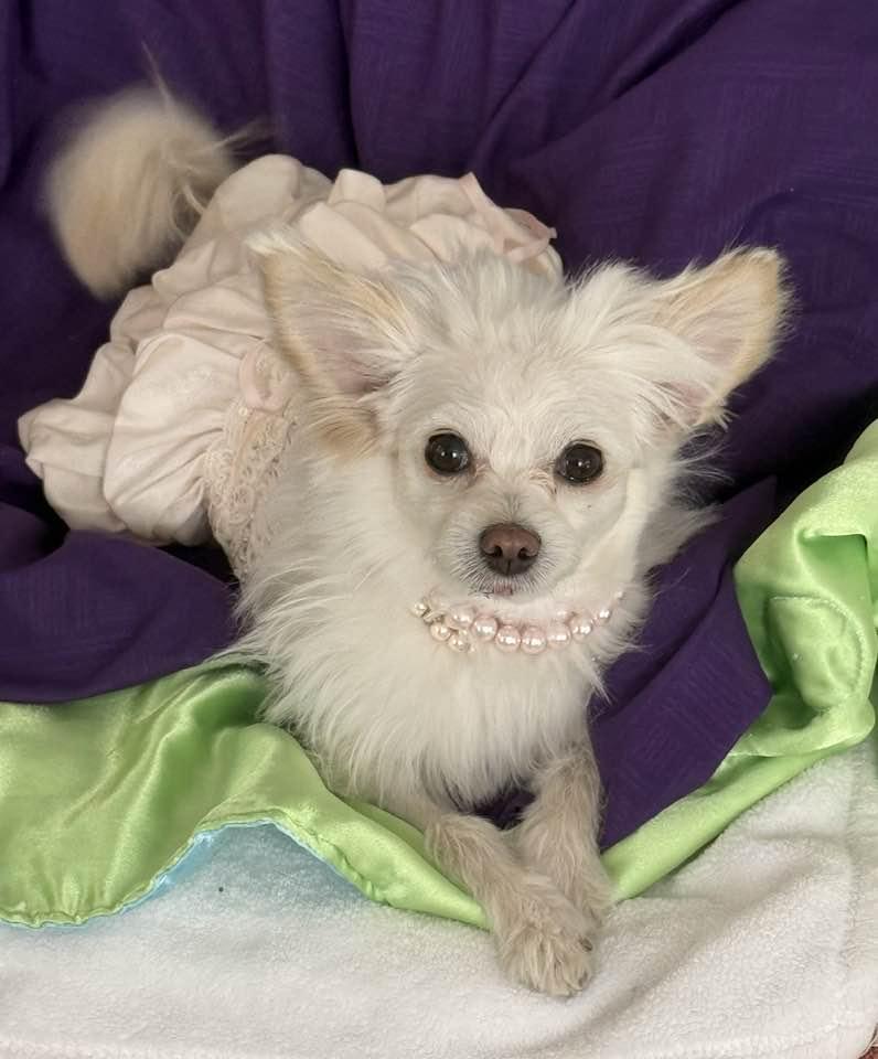 Enlarge Fable, an adopted mixed breed in Las Vegas, NV image 2/6