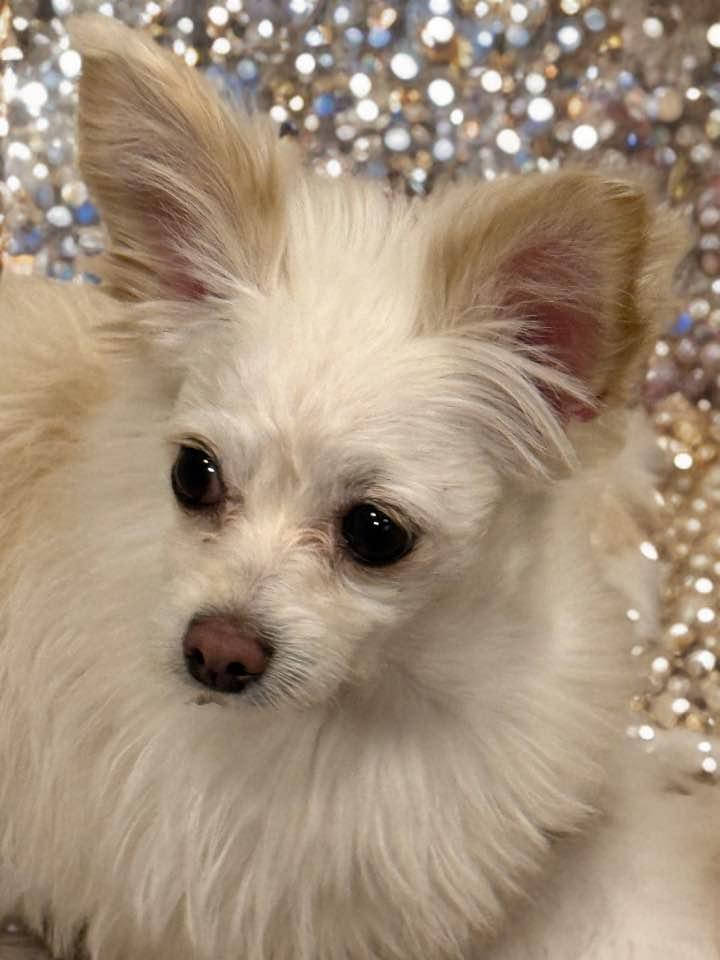 Enlarge Fable, an adopted mixed breed in Las Vegas, NV image 3/6