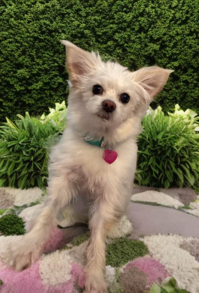 Fable, adopted, Adult Female Papillon & Chihuahua.